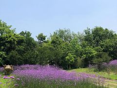 -黄陂区野村谷景区
