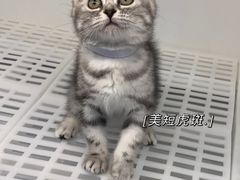 -lincat·猫舍(广州店)