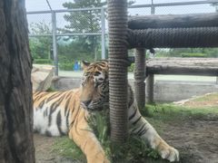 -西霞口神雕山野生动物世界