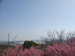 -香雪海