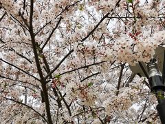 -高东镇樱花园