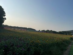 -苏州太湖西山岛开心农场