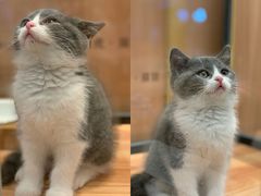 -袖虎·猫馆(体育西路店)