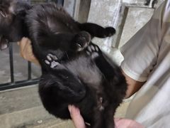 -猫岛主趣味餐厅(鼓浪屿店)