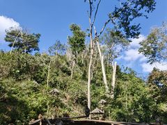 -西双版纳原始森林公园