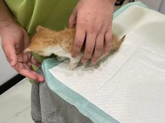 -艾吉宠物医院·疑难杂症转诊中心·猫友好(碧江路院)