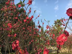 -南国桃园旅游度假区