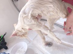 -十年猫舍·猫咪专门店(普陀店)