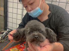 -熊小胖宠物生活馆(天华园店)