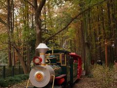 -上海共青森林公园