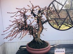 -香雪海