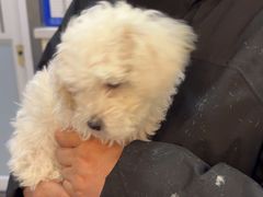 -宠颐生动物医院·心脏科·保险定点(锦阳分院)