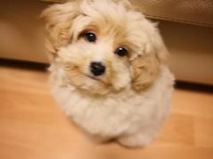 -纳吉亚猫专科动物诊疗中心(蒋宅口分院)