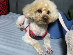 -酷狗靓猫宠物·洗护·美容·寄养(航北路店)