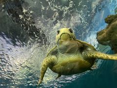 -上海海洋水族馆