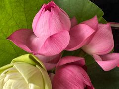 -荷花荡