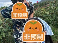 -亚龙湾国际玫瑰谷