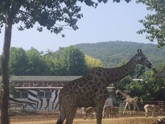 -大连森林动物园