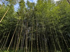 景点-上海海湾国家森林公园