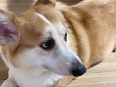 -喵小馆·猫咖狗咖猪咖·饮品店