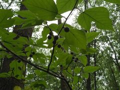 -合肥滨湖国家森林公园