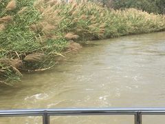 -大湾区中央湿地公园