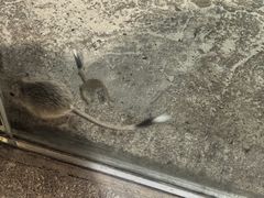 -萌宠奇缘(荣鼎店)