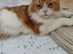 -喵园·猫主题咖啡厅·撸猫·猫咖(国贸店)