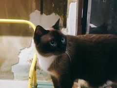 -猫咪博物馆(顶澳仔猫街店)