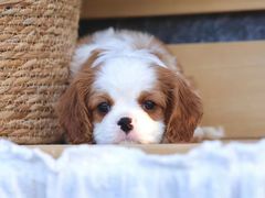-萌宠之家·腊肠犬·马尔泰·小体犬舍