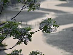 -东寨港红树林旅游区