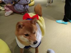 -逗柴咖啡屋·狗咖猫咖宠物桌游