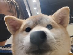 -逗柴咖啡屋·狗咖猫咖宠物桌游