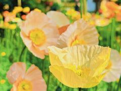 -名花谷生态庄园