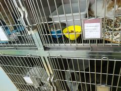 -瑞派·关忠动物医院·猫专科·犬专科(三环新城店)