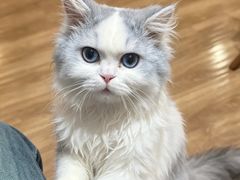 -滚猫咖啡·猫咖·猫友好撸猫(未来城店)