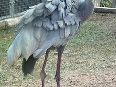 -盐城丹顶鹤湿地生态旅游区