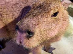 -正佳雨林生态植物园