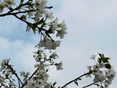 -红梅公园