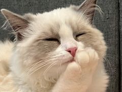 -lincat·猫舍(广州店)