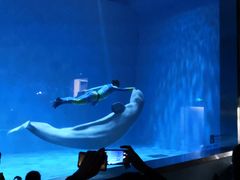 -芜湖新华联大白鲸海洋公园