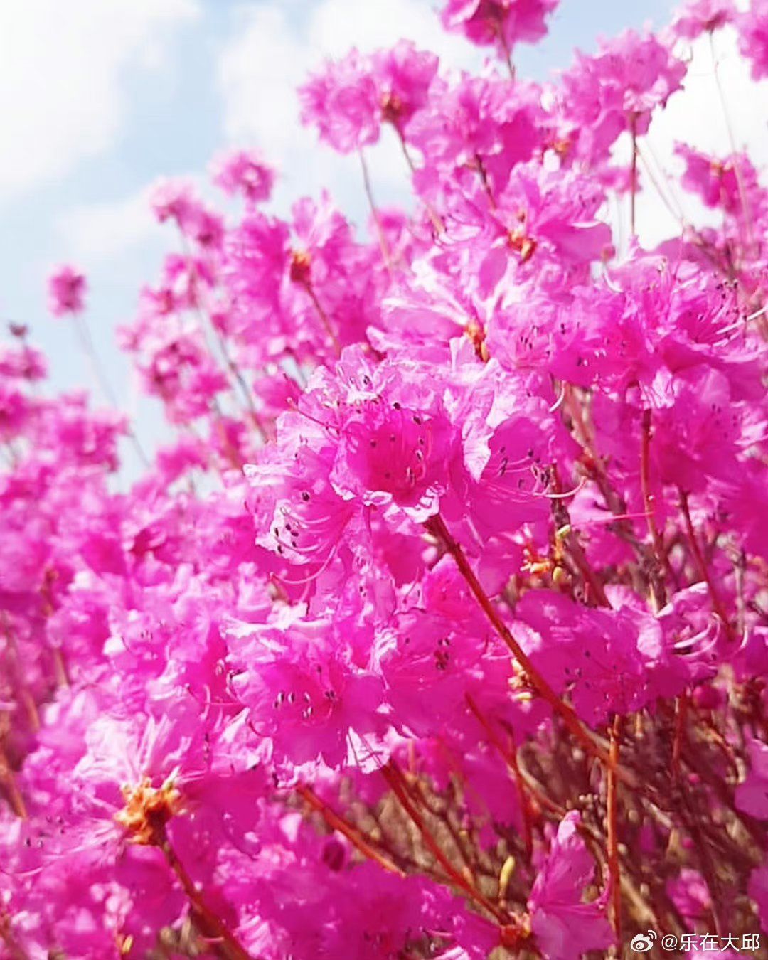 30万坪粉红色金达莱花海一望无际,蔚为壮