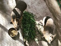 -宫城藏王狐狸村