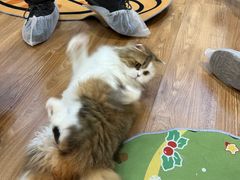 -COLOR PETS 撸猫馆·购猫·猫咖(长风大悦城店)