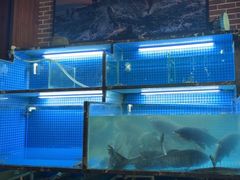 -姜君·千岛湖鱼头馆(浦东大道店)