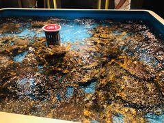 帝王蟹-日进一片海.生腌海鲜火锅.宵夜烧烤(三里屯总店)
