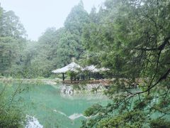 -阿里山神木遗迹