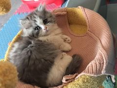 -瑞派宠物医院·犬猫全科·猫友好(宾水西道店)