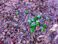 -小姨家常菜(昭萍东路店)