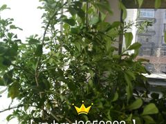 android_upload_pic-海峰糕点(浩源店)
